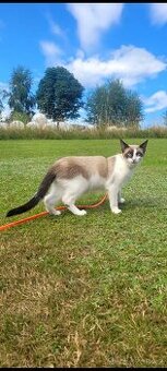 Nabízím kocoura ke krytí