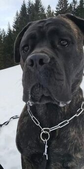 Cane Corso s PP