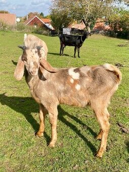 Anglonubijský kozlík bez POP