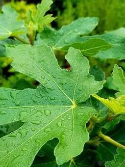 Fíkovník, Ficus carica, stromky