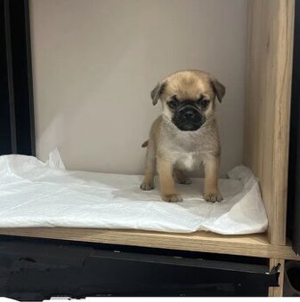 Čivava krátkosrstá