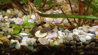 Ancistrus - krunýřovec obyčejný