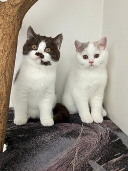 Britská koťátka s PP