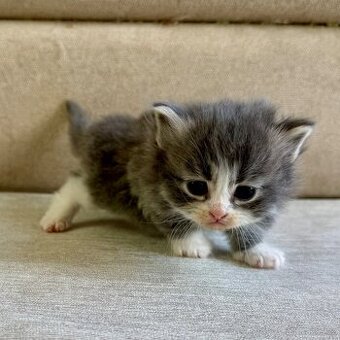 Sibiřská kočka - kocourek Quirin s PP