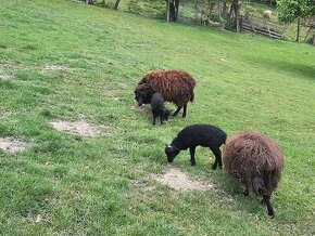 Ouessantské ovce - beránci