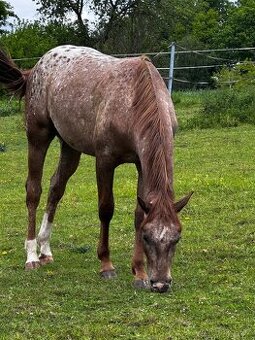 Appaloosa valach