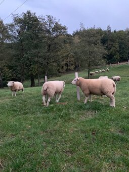 Prodej plemenných jehnic Texel