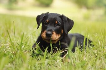 Beauceron štěńátko fenka s PP