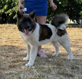 Americká Akita