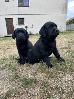 Labradorský retrívr- REZERVACE do 20.7