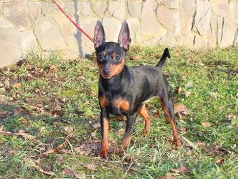 Miniatúrny pinč(Trpasličí pinč ), fenka  s PP