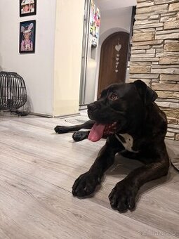 Canecorso mix