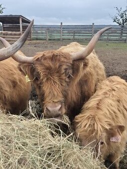 Highland - skotský náhorní skot