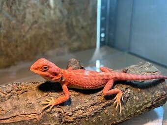 Agama vousatá samice RED