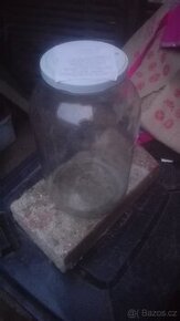 Prodám třílitrové sklenice s šroubovacím víčkem