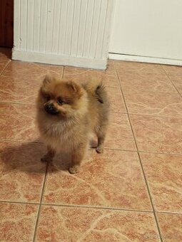 Pomeranian