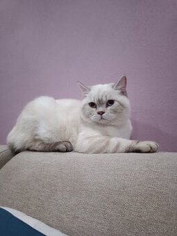 Britský kocourek ke kryti