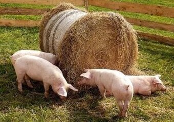 Topovat  Prodám MASNÁ selata- NEJLEVNĚJŠÍ CENA NA TRHU