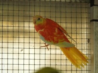 Neoféma tyrkysová rudoprsá opalína