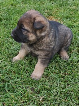 Německý ovčák štěňata - 1