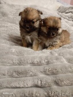 pomeranian/ pomerian