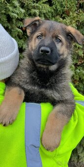Německý ovčák štěńata odběr ihned - 1