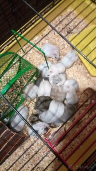 Křeček džungarský