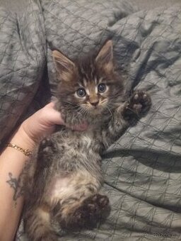 Mainská mývalí koťáta