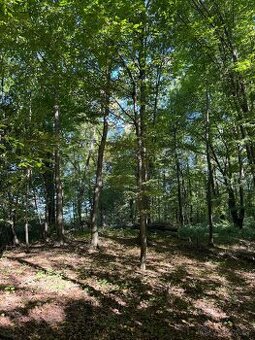 Prodej lesního pozemku v k.ú. Bartovice (2)