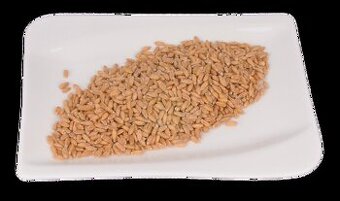 Krmná pšenice za 450 Kč 1q