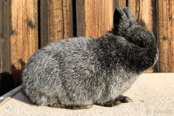 Zakrslý stříbřitý černý