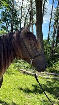 Výstavní ohlávka s vodítkem