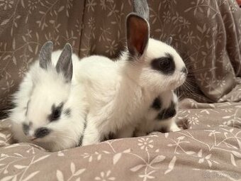 Zakrslý králíček