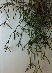 Rhipsalis pilocarpa - nenáročný převislý kaktus - rostlina