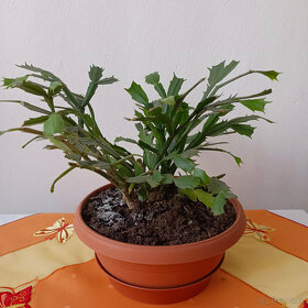 Oxalis (čtyřlístek) a vánoční kaktus