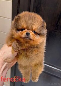 Pomeranian mini