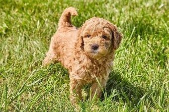 Labradoodle