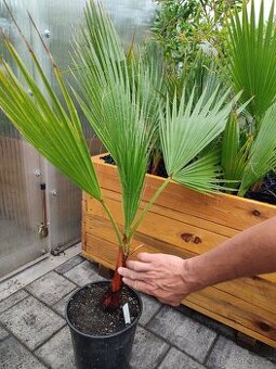 Palma Washingtonia vláknitá
