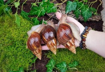 Afričtí šneci Lissachatina fulica Madagascar dark mláďata