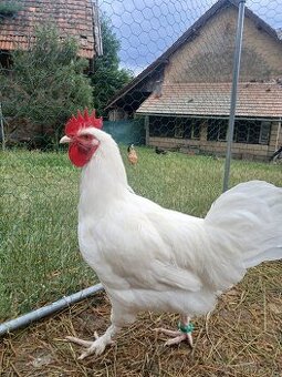 Marans bilá
