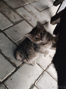 Darujeme koťátka do dobrých rukou 🐾