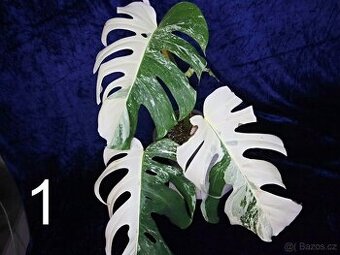 Monstera alba Half moon (deliciosa var. alba)