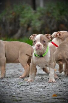 Štěňátka American Bully Standart/Classic