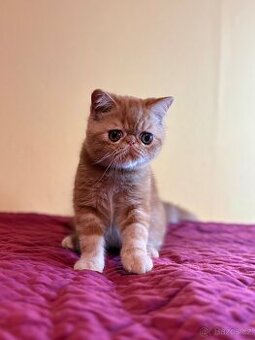 Exotická koťátka s PP / Exotická kočka s PP