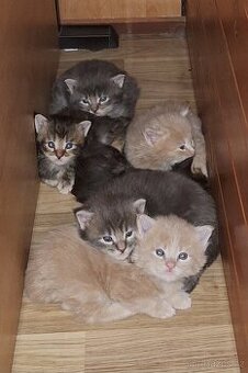 Mainská mývalí koťátka bez PP