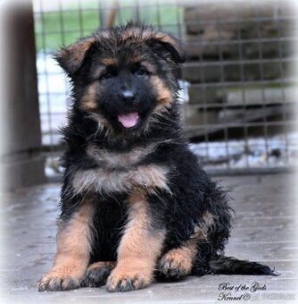 Německý Ovčák - štěňata