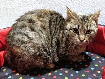 Kočička Edmunda hledá nový domov