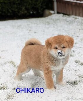 Štěňátka Akita Inu s PP