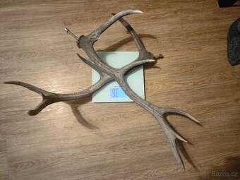 Jelení paroží - 1