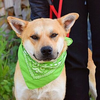 DINO K ADOPCI - 2 ROKY, KAMARÁDSKÝ,VHODNÝ K DĚTEM